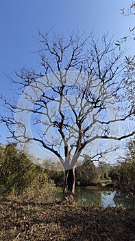 ã€Autumn treesã€‘Xixi National Wetland Park, Hangzhou, Zhejiang Province